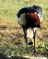 Grey-crowned crane - Laikipia