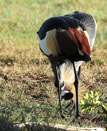 Grey-crowned crane - Laikipia