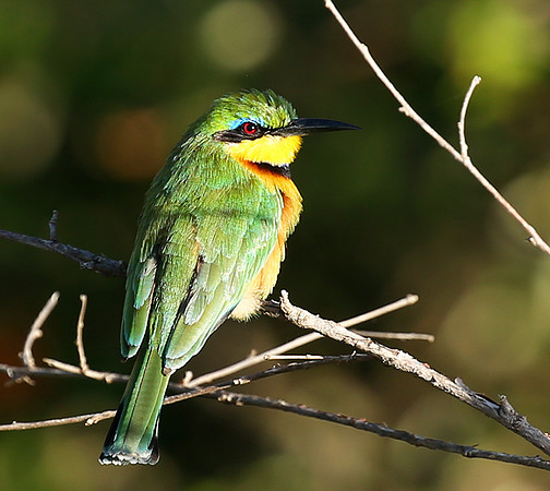 Little bee-eater - Masaï Mara