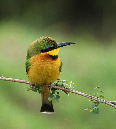 Little bee-eater - Masaï Mara