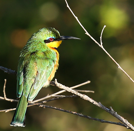 Little bee-eater - Masaï Mara