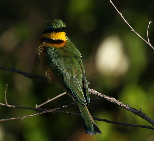 Little bee-eater - Masaï Mara