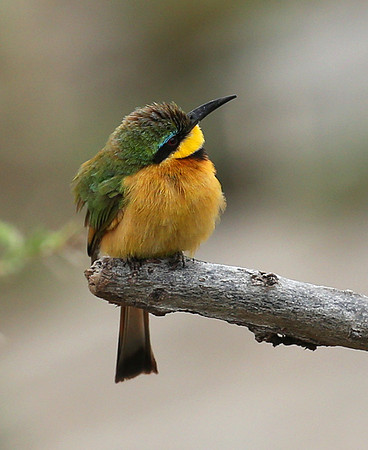 Little bee-eater - Masaï Mara