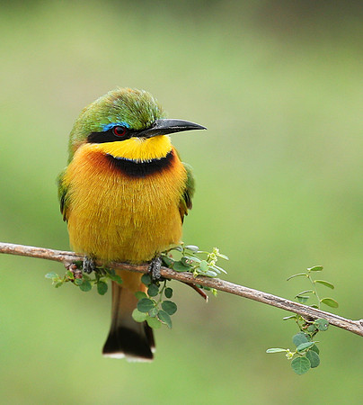 Little bee-eater - Masaï Mara