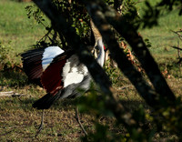 Grey-crowned crane - Laikipia
