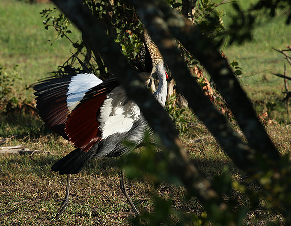 Grey-crowned crane - Laikipia