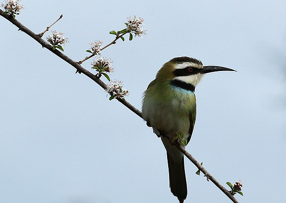 White-throated bee-eater - Meru National Park - Kenya