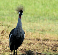 Grey-crowned crane - Laikipia