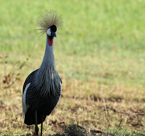 Grey-crowned crane - Laikipia