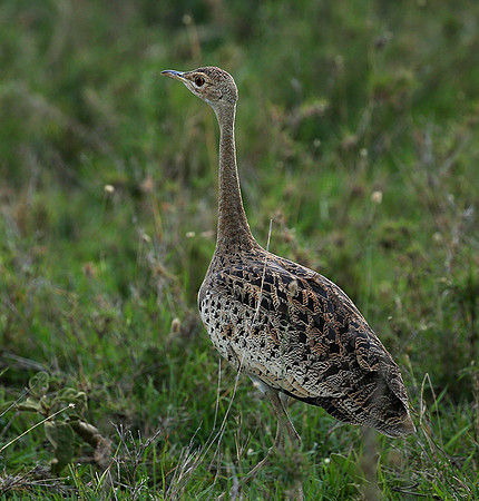 White-bellied bustard - Laikipia