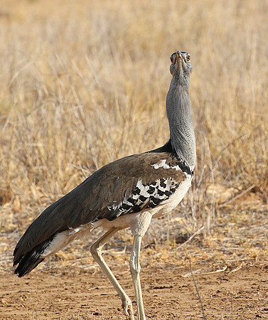 Kori Bustard - South Rift Valley
