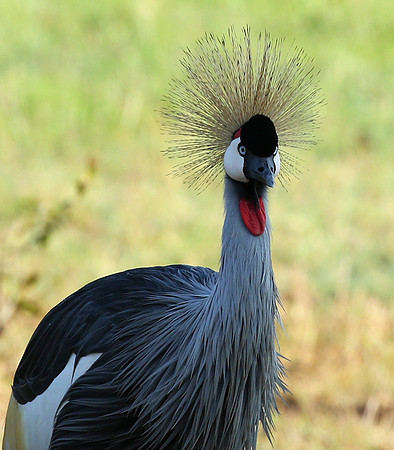 Grey-crowned crane - Laikipia