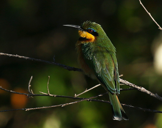 Little bee-eater - Masaï Mara