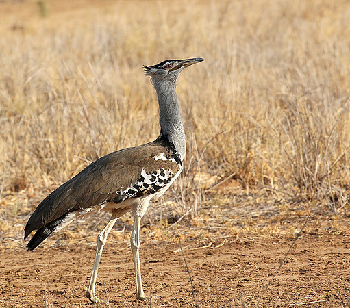 Kori Bustard - South Rift Valley
