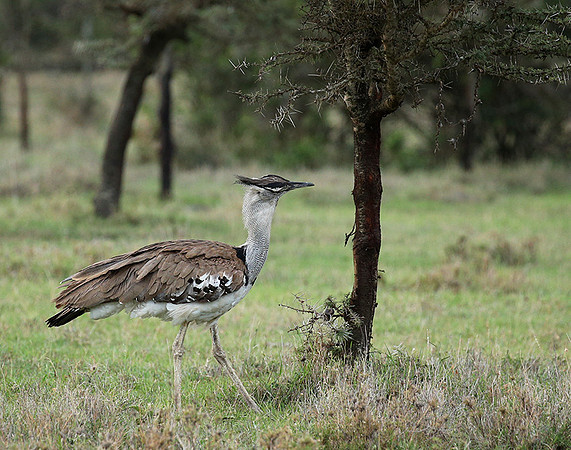 Kori bustard - Laikipia