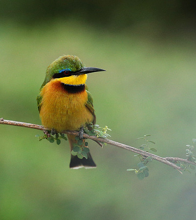 Little bee-eater - Masaï Mara