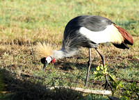 Grey-crowned crane - Laikipia