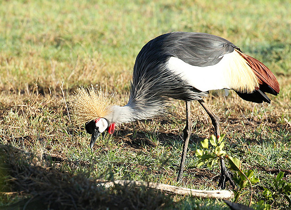 Grey-crowned crane - Laikipia