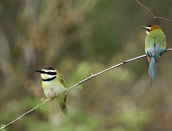 White-throated bee-eater - Meru National Park - Kenya