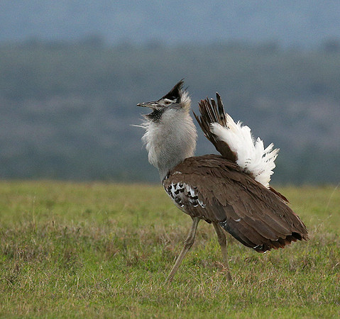 Kori bustard - Laikipia