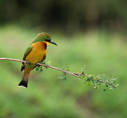 Little bee-eater - Masaï Mara