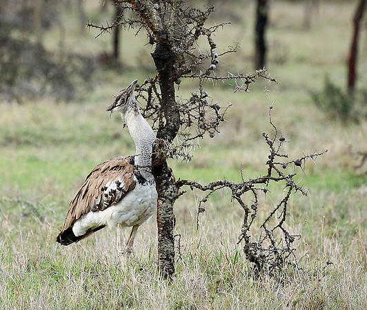 Kori bustard - Laikipia