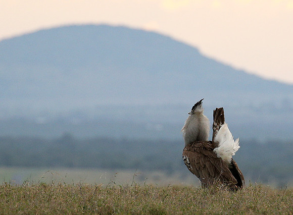 Kori bustard - Laikipia