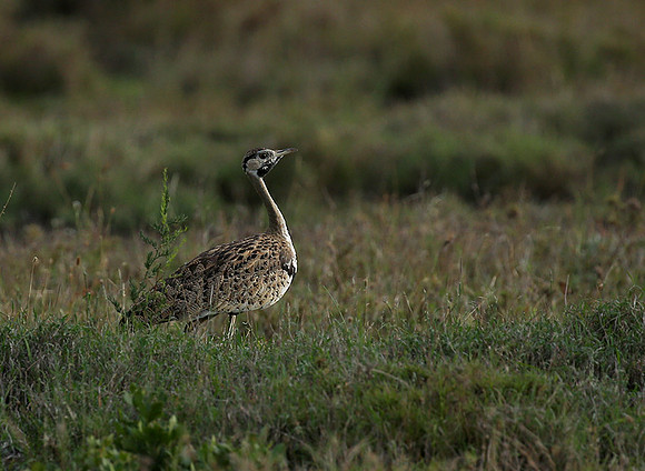Black-bellied bustard - Laikipia