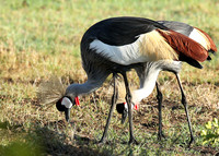 Grey-crowned crane - Laikipia