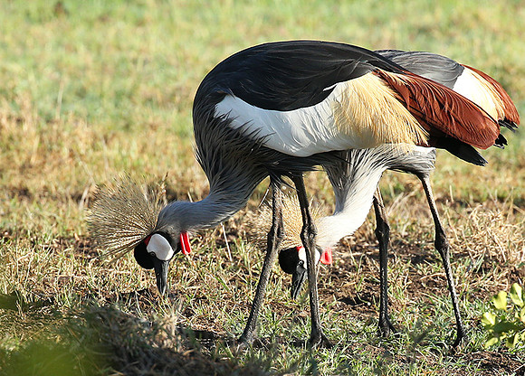 Grey-crowned crane - Laikipia