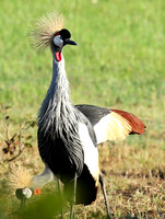 Grey-crowned crane - Laikipia
