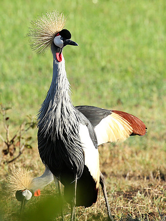 Grey-crowned crane - Laikipia