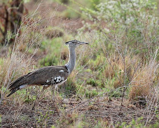 Koti bustartd - Meru NP