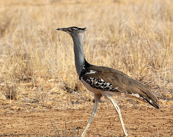 Kori Bustard - South Rift Valley