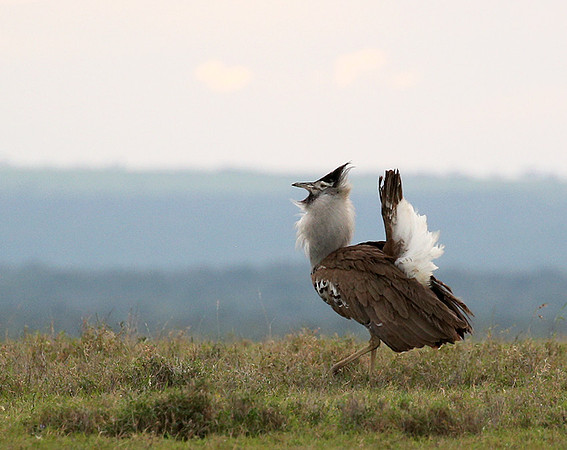 Kori bustard - Laikipia