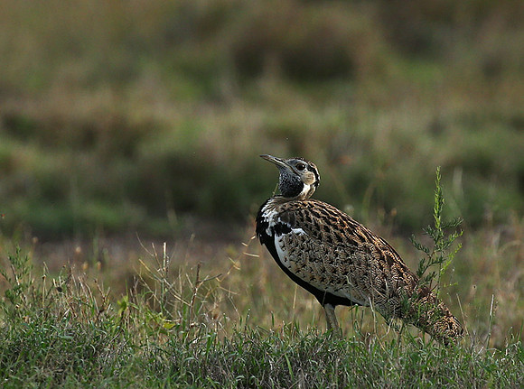 Black-bellied bustard - Laikipia