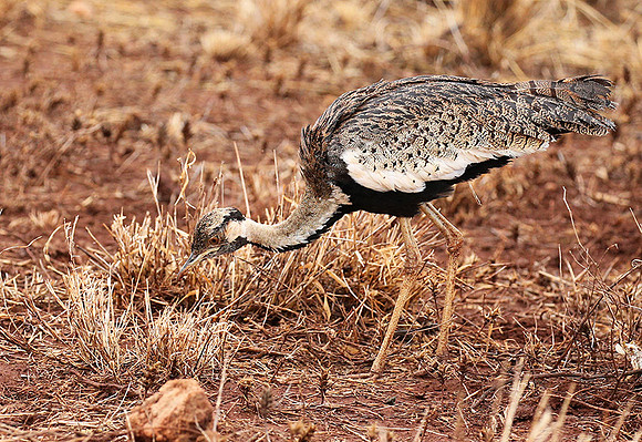 Black-bellied bustard- Meru National park