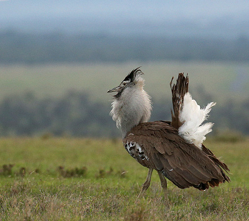 Kori bustard - Laikipia