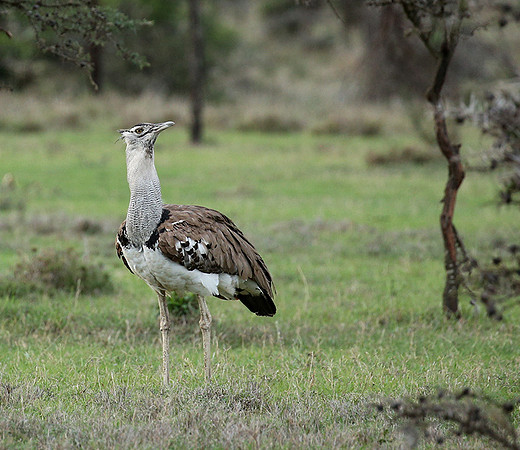 Kori bustard - Laikipia