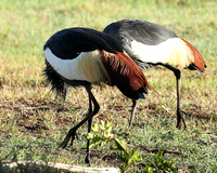 Grey-crowned crane - Laikipia