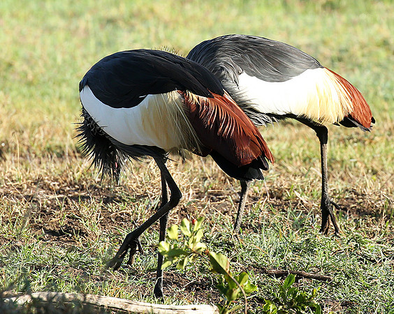 Grey-crowned crane - Laikipia