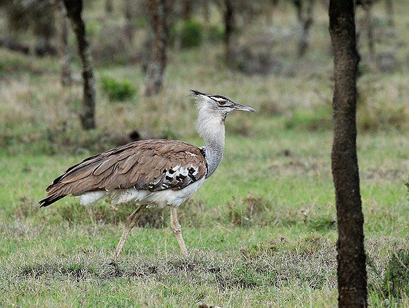 Kori bustard - Laikipia