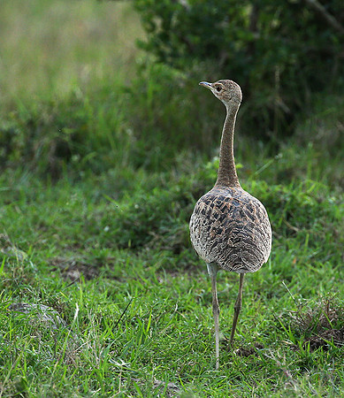 White-bellied bustard - Laikipia
