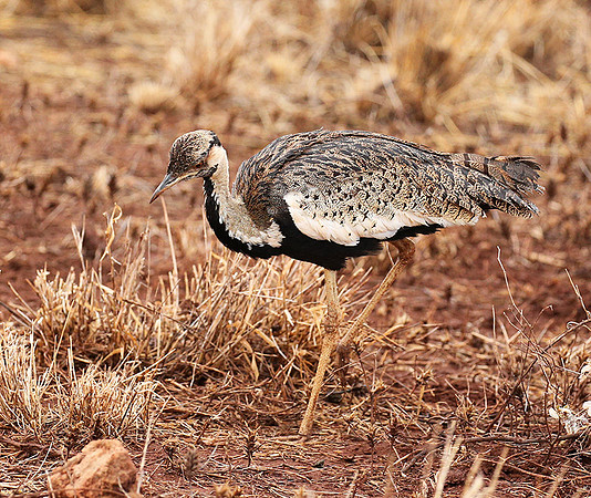 Black-bellied bustard- Meru National park