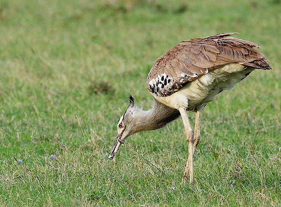 Kori bustard - Laikipia