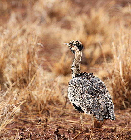 Black-bellied bustard- Meru National park
