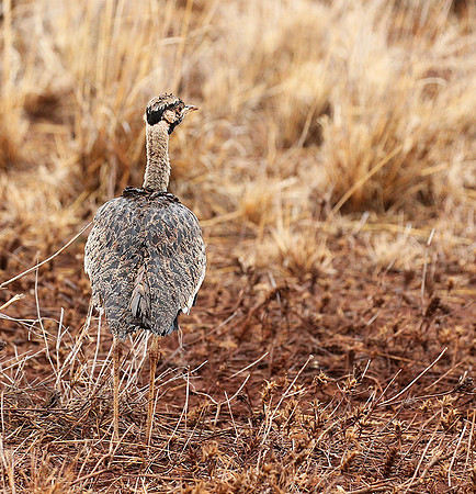 Black-bellied bustard- Meru National park