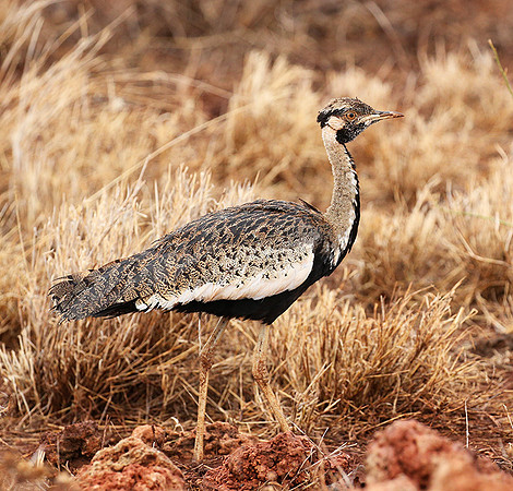 Black-bellied bustard- Meru National park