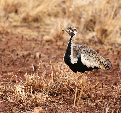 Black-bellied bustard- Meru National park