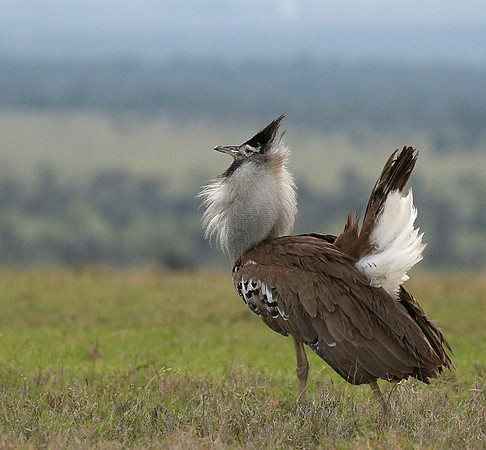 Kori bustard - Laikipia
